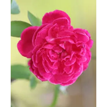 Sweet Arali Flowers 1-arali flower-7512271-54278.webp